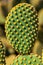 Opuntia microdasys cactus stem with polka-dot like pattern created by the yellow glochids clusters