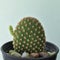 Opuntia microdasys var. pallida, Cactus have sprout on pot, Succulent, Cacti, Cactaceae, Tree, Drought tolerant plant.