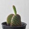 Opuntia microdasys var. rufida have sprout. Cactus on plastic pot. Drought tolerant plant.