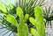 Opuntia monacantha variegata cactus