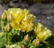 Opuntia phaeacantha, a species of prickly pear cactus known by the common names tulip prickly pear and desert prickly pear