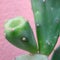 Opuntia plant detail