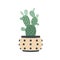 Opuntia, potted pear cactus. Prickly house plant with thorns. Barbed segmented cacti growing in home flowerpot. Tropical