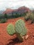 Opuntia prickly pear cactus