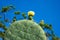 Opuntia robusta, wheel cactus blossoms, detail, botanic