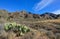 Opuntia sp. prickly pear and other desert plants in Organ Mountains-Desert Peaks NM, New Mexico USA