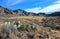 Opuntia sp. prickly pear and other desert plants in Organ Mountains-Desert Peaks NM, New Mexico USA