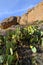 Opuntia sp. prickly pear and other desert plants in Organ Mountains-Desert Peaks NM, New Mexico USA