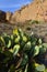 Opuntia sp. prickly pear and other desert plants in Organ Mountains-Desert Peaks NM, New Mexico USA