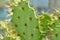 Opuntia tuna, Angiosperms or  Opuntia or Cactaceae or  Tuna Cactus or Prickly Pears