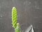 Opuntia Tuna Monstrusa on a black wall background. Small cactus family