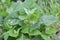 Orach Atriplex hortensis grows in the garden