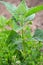 Orach Atriplex hortensis grows in the garden