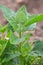 Orach Atriplex hortensis grows in the garden