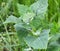 Orach Atriplex hortensis grows in the garden