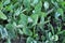 Orach Atriplex hortensis grows in the garden