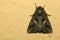 Orache Moth (Trachea atriplicis) sitting on the wall