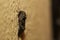 Orache Moth (Trachea atriplicis) sitting on the wall