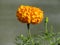 Orage Mari Gold Flower in Bangladesh