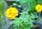 Orage merigold flower landscape portrait