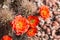 Oragne cactus flowers.