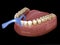 Oral hygiene: using toothpick dental floss to remove food stuck from teeth. Medically accurate dental 3D illustration