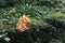 Ð¡oral mushroom or macro mushroom growing on green forest moss in forest