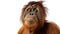 a oran utan on white background is looking up