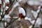 Orance colored rose knobs under snow.