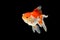 Oranda gold fish isolated