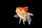 Oranda gold fish isolated