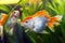 Oranda goldfish, commercial aqua trade breed of wild Carassius auratus carp, curious and weird ornamental fish with crown