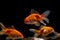 Oranda goldfish in pet shop, bright yellow and orange Eastern ornamental breed of wild Carassius auratus carp, popular pet