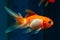 Oranda goldfish in rare orange and white coloration, popular commercial breed of wild Carassius auratus, comet-like long tail