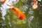 Oranda lionhead Goldfish