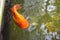 Oranda lionhead Goldfish