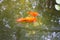 Oranda lionhead Goldfish