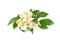 Orang Jessamine on white background