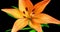 Orang Tiger Lily Flower Blooming