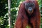 Orang Utan alpha male standing in Borneo Indonesia