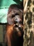 Orang-utan eating coconut