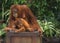 Orang Utan Family