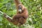 orang-utan hanging in a tree looking at camera