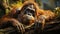 orang utan old animal rests in the tropical rainforest. generative ai