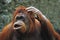 ORANG UTAN pongo pygmaeus, FEMALE SCRATCHING HEAD