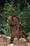 Orang Utan, pongo pygmaeus, Female standing on Hind Legs, Borneo