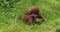 Orang Utan, pongo pygmaeus, Female in the vegetation, slow motion