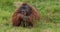 Orang utan, pongo pygmaeus, male sitting on grass, eating food, slow motion