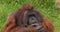 Orang utan, pongo pygmaeus, male sitting on grass, eating food, slow motion