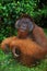 ORANG UTAN pongo pygmaeus, MALE STANDING ON GRASS